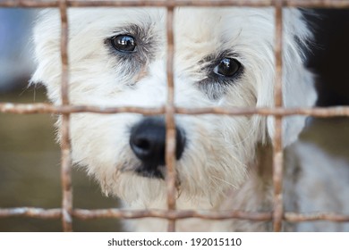 A Dog In An Animal Shelter, Waiting For A Home