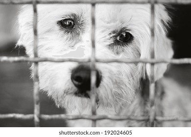 A Dog In An Animal Shelter, Waiting For A Home