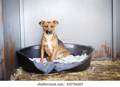 A Dog In An Animal Shelter, Waiting For A Home