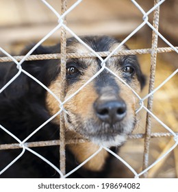 A Dog In An Animal Shelter, Waiting For A Home