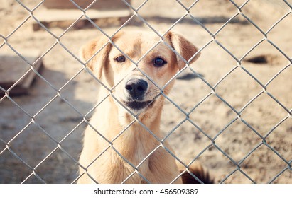 A Dog In An Animal Shelter, Waiting For A Home