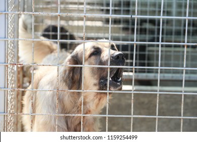 Dog in an animal shelter waiting for someone to adopt them.