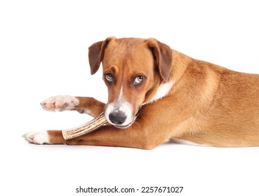 Dog with antler chew in mouth while looking at camera, side view. Puppy dog lying with stuffed antler and raised paw. Deer antler chew stick. 1 year old female Harrier mix dog. Selective focus.