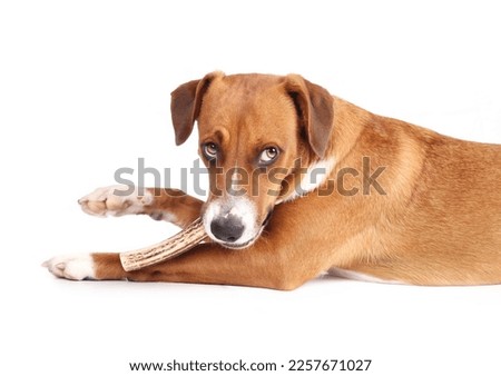 Dog with antler chew in mouth while looking at camera, side view. Puppy dog lying with stuffed antler and raised paw. Deer antler chew stick. 1 year old female Harrier mix dog. Selective focus.