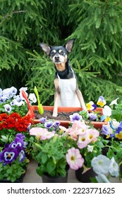 Dog in an apron, surrounded by flowers and garden tools, an image of a gardener, a grower. The concept of spring planting - Shutterstock ID 2223771625