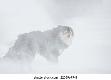 Dog In A Arctic Snow Storm