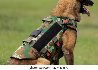 Dog Armor. Dog In A Bulletproof Vest