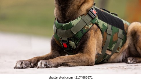 Dog Armor. Dog In A Bulletproof Vest