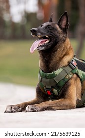 Dog Armor. Dog In A Bulletproof Vest