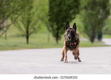 Dog Armor. Dog In A Bulletproof Vest