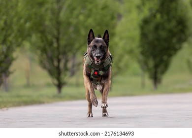 Dog Armor. Dog In A Bulletproof Vest