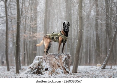 Dog armor. Dog in a bulletproof vest. Belgian Shepherd Malinois portrait outdoor.  Working dog. Guard dog. Ukraine
