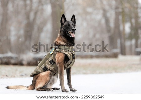 Dog armor. Dog in a bulletproof vest. Belgian Shepherd Malinois portrait outdoor.  Working dog. Guard dog. Ukraine