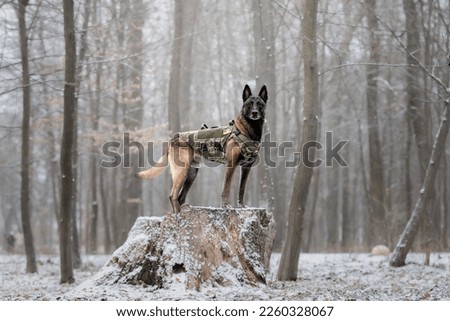 Dog armor. Dog in a bulletproof vest. Belgian Shepherd Malinois portrait outdoor.  Working dog. Guard dog. Ukraine Stock foto © 