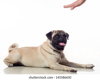 Dog Dog Is Asked To Lay Down / Stay With Hand Gesture. 