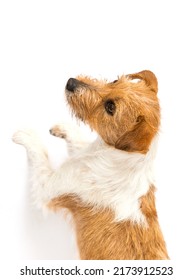 Dog Asks Stands With Its Paws On The Table On A White Background