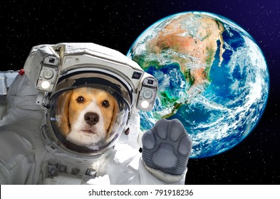 dog in space helmet