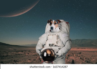 Dog astronaut in a space suit with a helmet travels on Mars. Spaceman animal on a red planet. Space journey concept