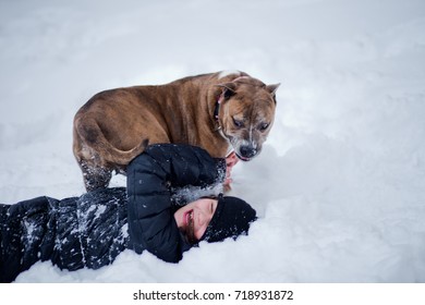 The Dog Attacked The Child. An Aggressive Dog Attacked The Girl. A Dangerous Animal Threw The Child Into The Snow.