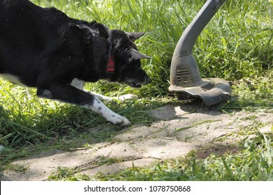 Dog Attacking Weed Wacker