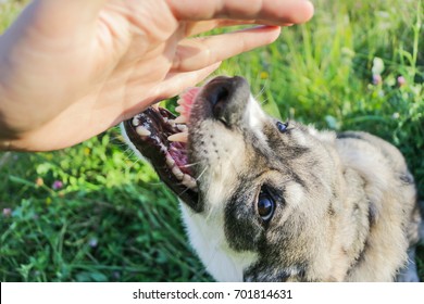 The Dog Attacks A Person