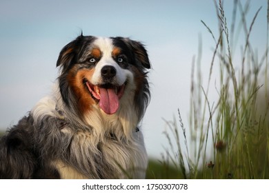 Dog Australia Shepperd Head Portraits Lies Stock Photo 1750307078 ...