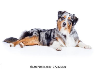 Blue Merle Images Stock Photos Vectors Shutterstock