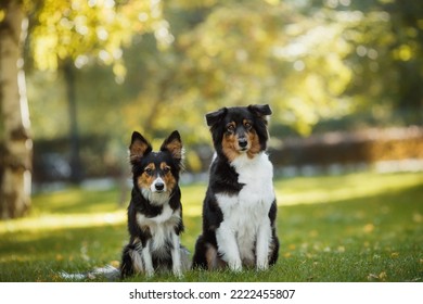 Dog Australian Shepherd And Border Collie Portrait In The Park