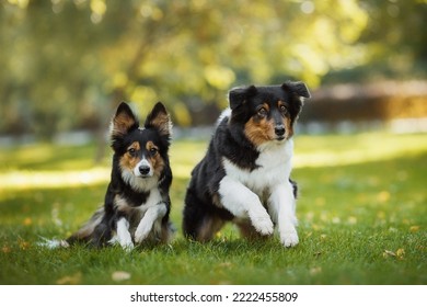 Dog Australian Shepherd And Border Collie Portrait In The Park