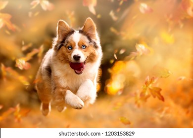 Dog, Australian Shepherd Jumping In Autumn Leaves Over A Meadow