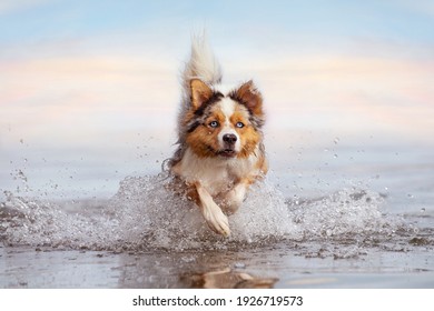 Dog, Australian Shepherd jumps in water while swimming in sea or lake on vacation 