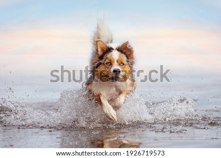 Dog, Australian Shepherd jumps in water while swimming in sea or lake on vacation 