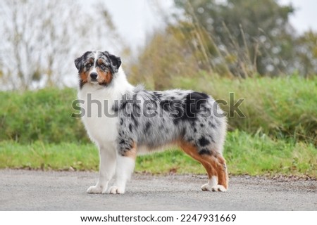 The dog australian shepherd stands sideways in full growth and looking at the camera