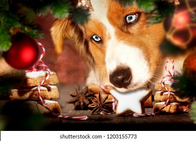 Dog, Australian Shepherd Is Stealing Christmas Cookies