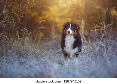 Chien De Berger Images Stock Photos Vectors Shutterstock