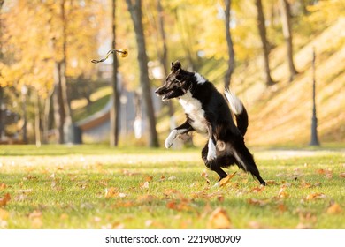 Dog In Autumn. Border Collie Dog Playing In The Park. Running And Jumping Dog. Fallen Leaves. Golden Autumn Season