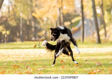 Dog In Autumn. Border Collie Dog Playing In The Park. Running And Jumping Dog. Fallen Leaves. Golden Autumn Season