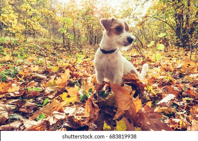Dog In Autumn Leaves. Fall