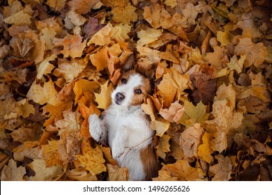 Dog In Autumn Leaves Flat Lay. Lucky Jack Russell Terrier Plays