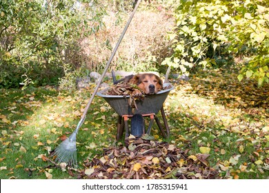 Dog in autumn lies in a wheelbarrow