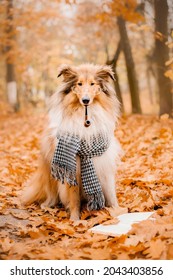 Dog In Autumn. The Rough Collie Dog. Fall Season