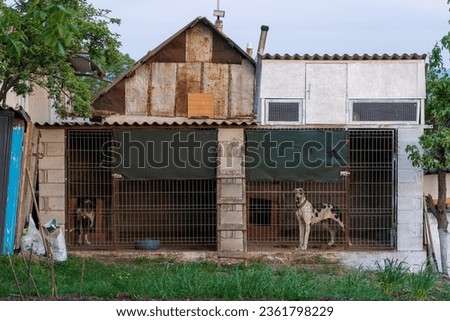 Dog in an aviary. Background with selective focus and copy space for text