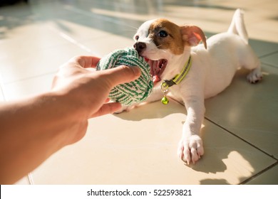 dog baby Jack russell terrier playing ball, Jack russell terrier prod the ball from the party.