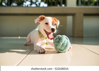dog baby Jack russell terrier playing ball, Jack russell terrier dog with teeth.