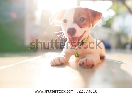 dog baby Jack russell terrier smiling watch the evening sun.