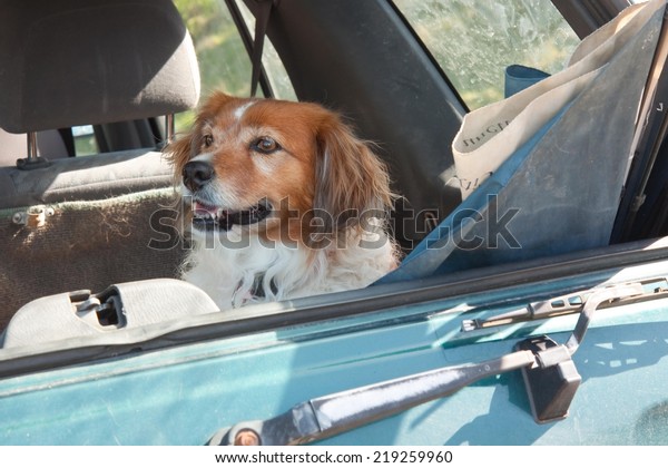 dog in back of family four wheel\
drive vehicle waiting for it\'s owner looking out open\
window