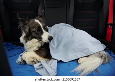 The dog is in the back seat of the car. Travel