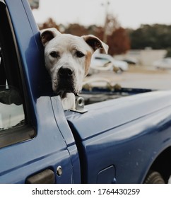 A Dog In The Back In The Truck