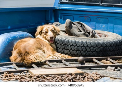 Dog In The Back Of A Truck In Crested Butte, CO, USA