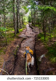 Dog With Backpack Hiking Through Woods